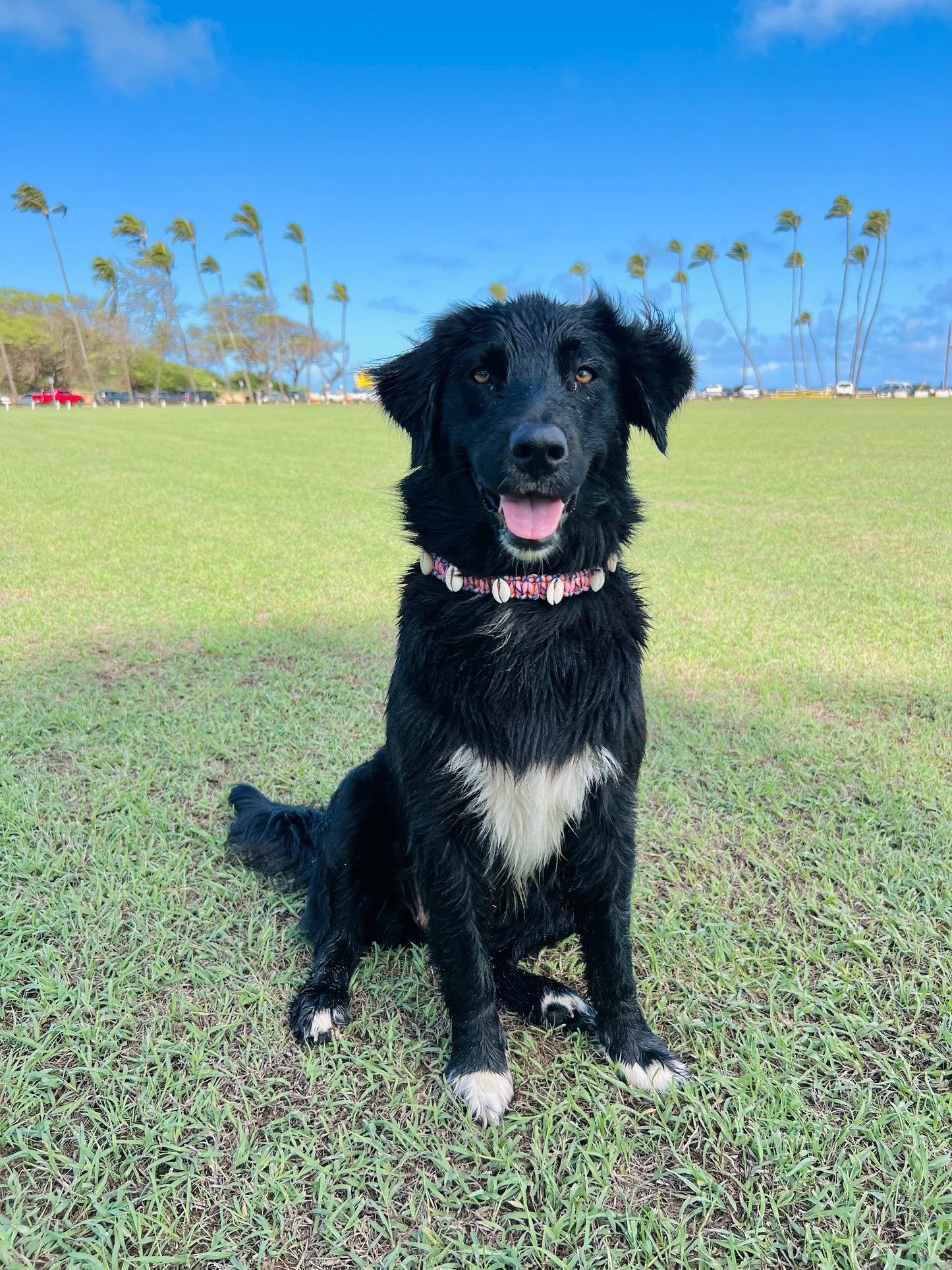 Coastal QT Dog Collar in Mochi