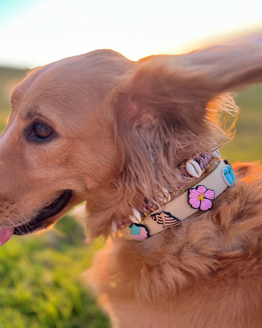 Honey Girl Jibbitz Dog Collar in Cream Puff
