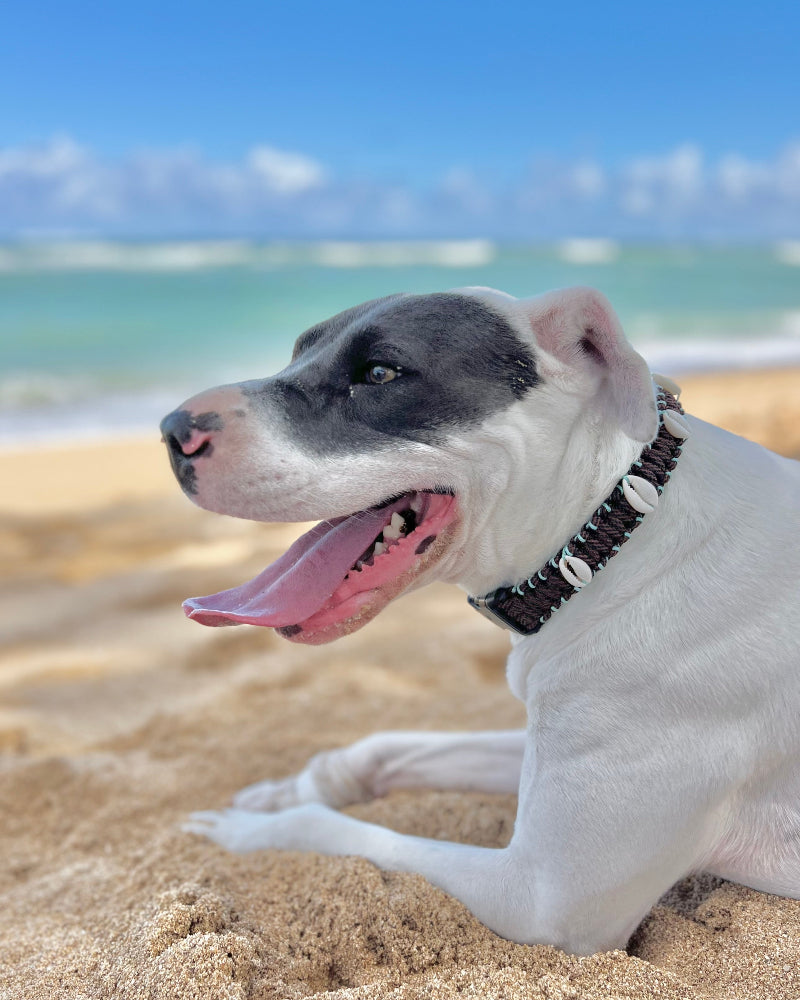 Coastal QT Dog Collar in Mud Pie