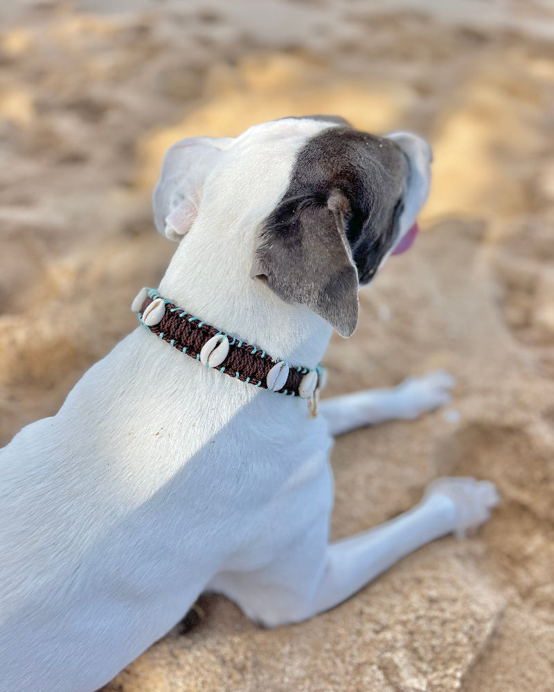 Coastal QT Dog Collar in Mud Pie