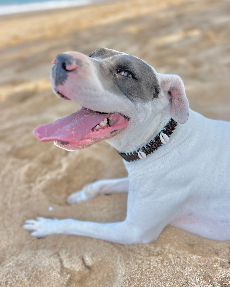 Coastal QT Dog Collar in Mud Pie