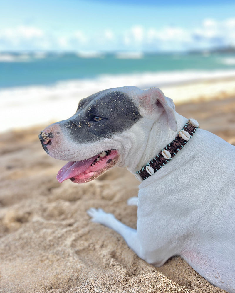 Coastal QT Dog Collar in Mud Pie
