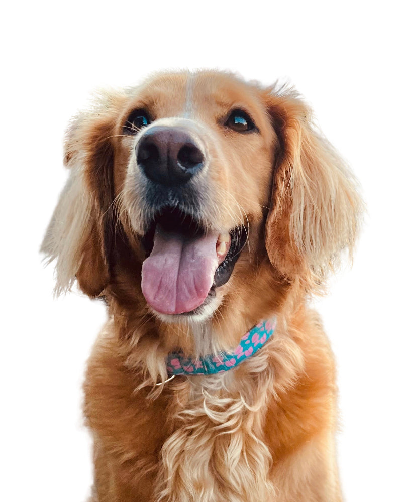 Hilo Anthurium Dog Collar in Otter Pop