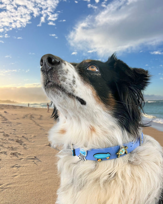 Island Boy Jibbitz Dog Collar in Hamoa