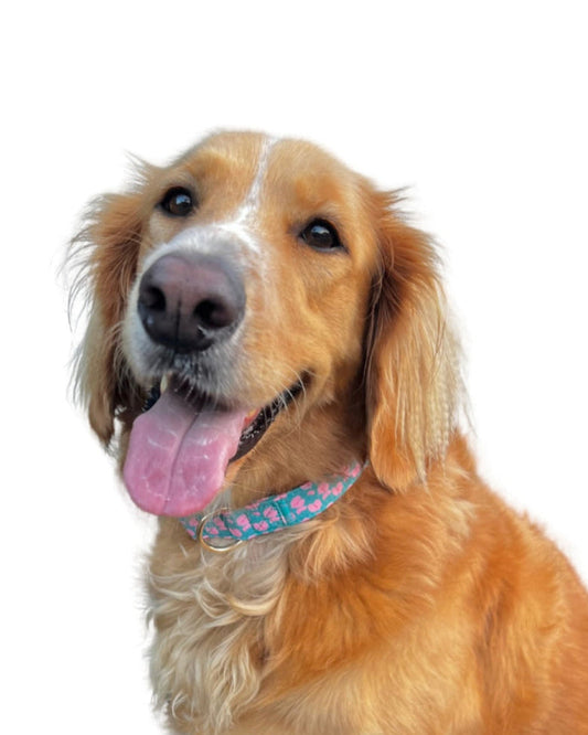 Anthurium Dog Collar in Otter Pop